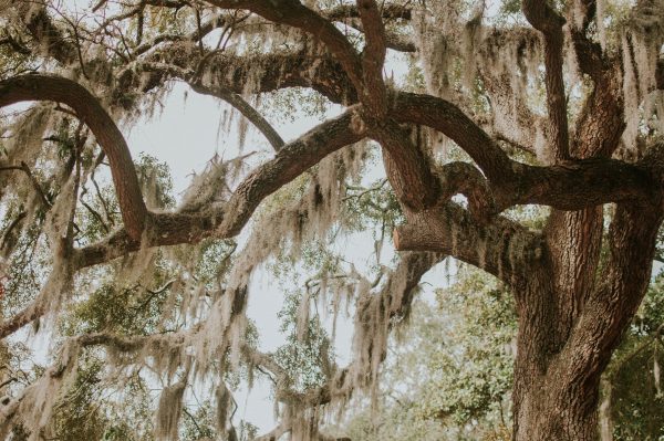 savannah food and wine festival