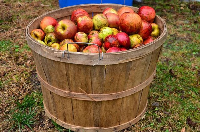 shop for apples